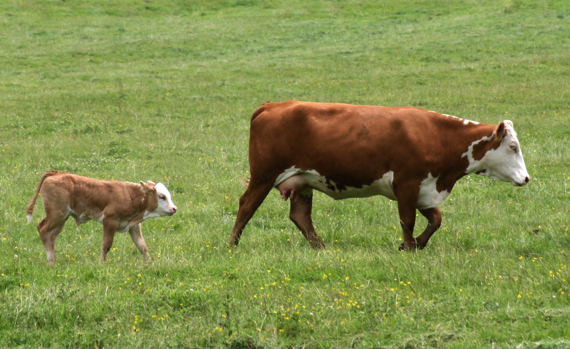 baby beef cows