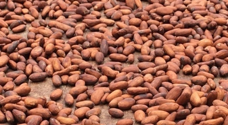 Concerns regarding the next cocoa crop is still causing instability on the markets.  Pic: CN