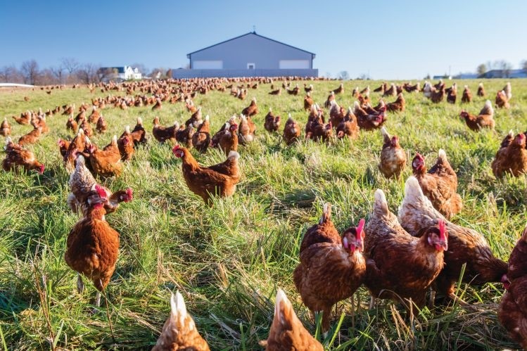 The Difference Between Free-Range, Cage-Free, and Pasture-Raised
