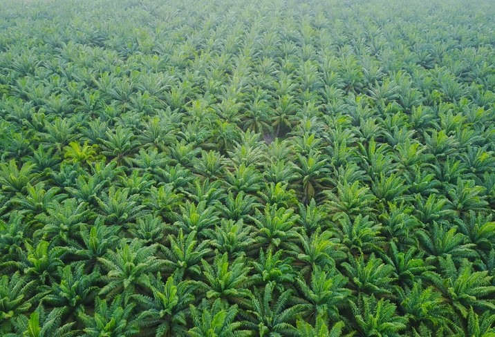 An aerial view of palm oil plantation. © GettyImages/asnidamarwani