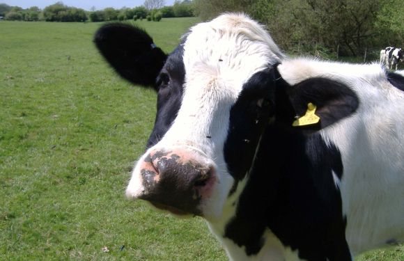 Genetically modified cow may hold answer for milk allergy