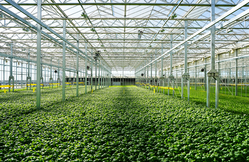 Gotham Greens doubles greenhouse footprint capturing under