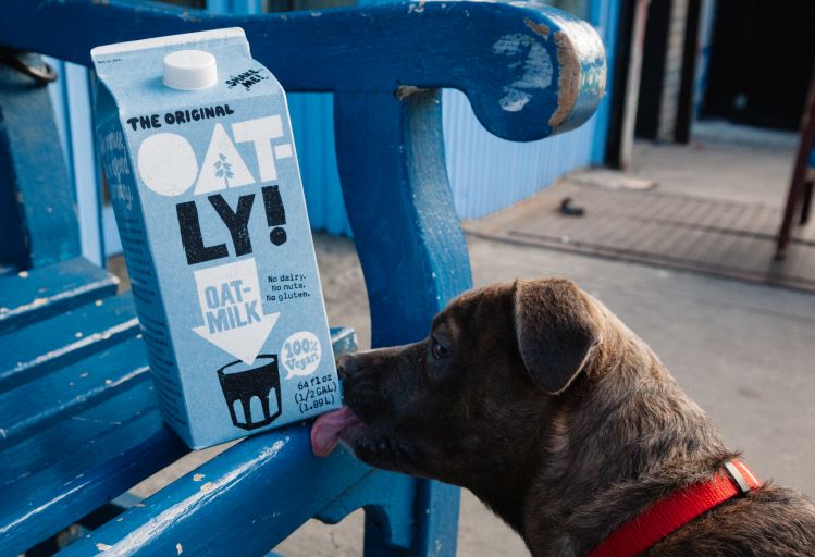 Oatly wants farmers to plant more oats - here's how it's helping